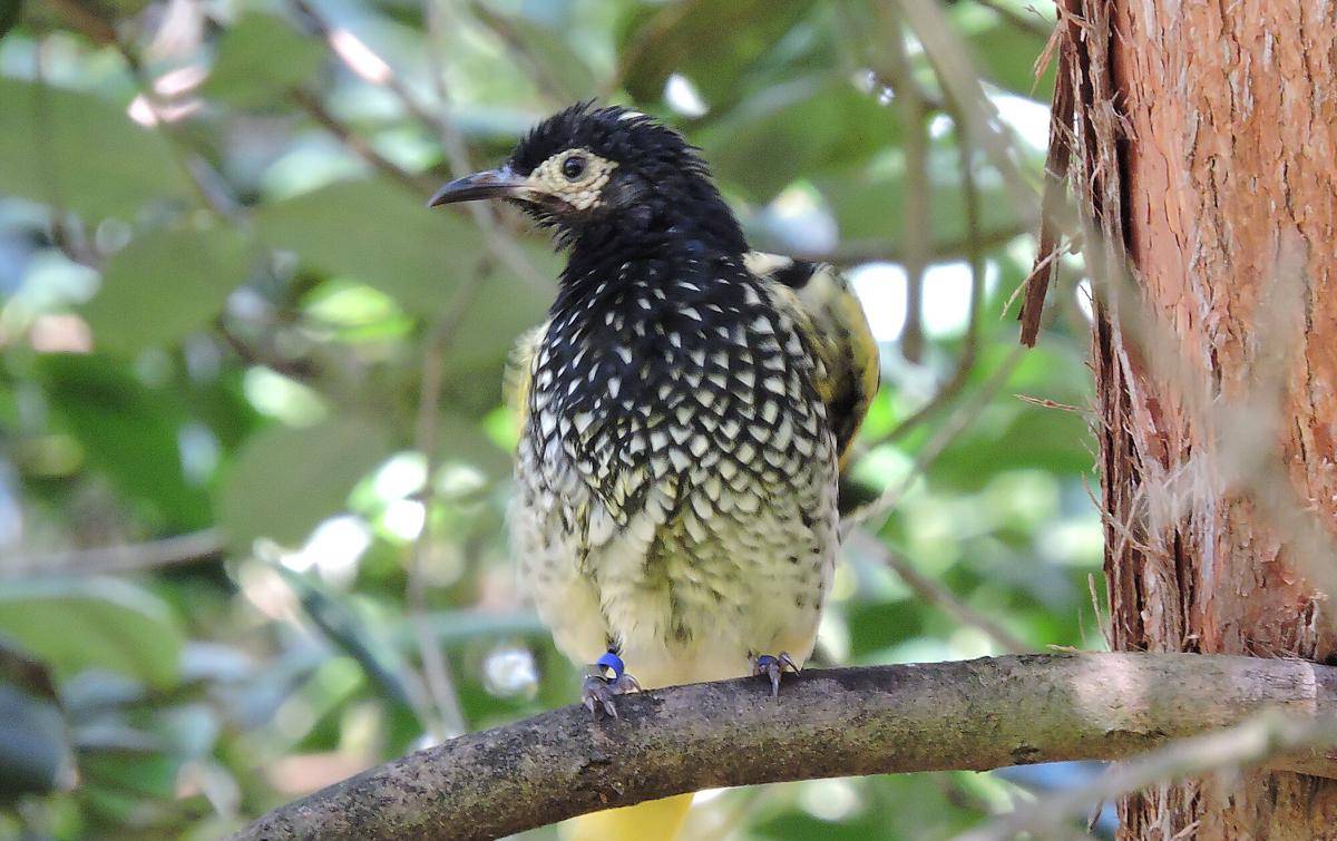 Regent Honeyeater