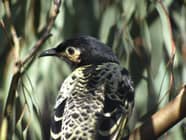 5 Fakta Menarik Regent Honeyeater Si Pemalu Yang Suka Meniru Nyanyian 5 Fakta Menarik Regent Honeyeater Si Pemalu Yang Suka Meniru Nyanyian