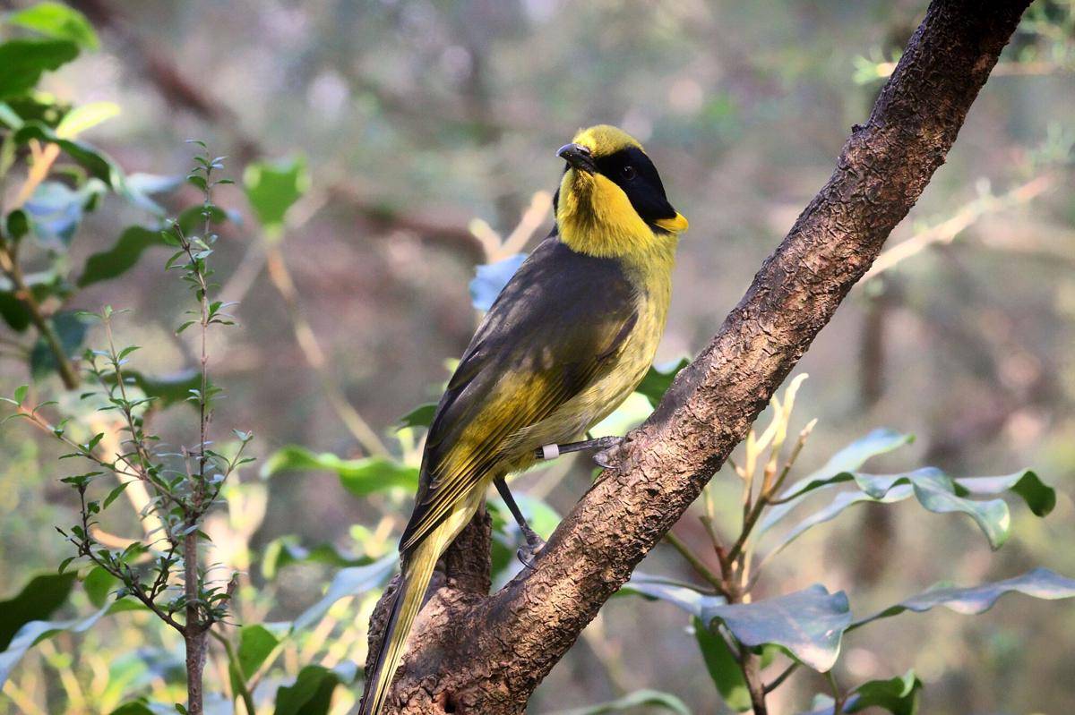 Helmeted Honeyeater