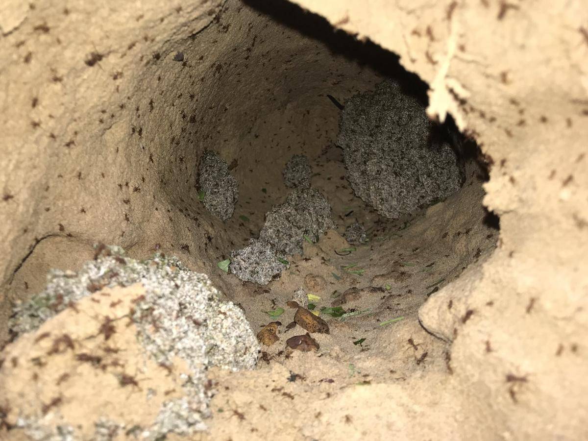 Sarang Leafcutter Ants 