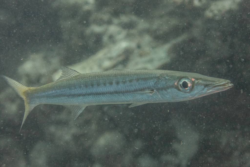 Ikan Barakuda