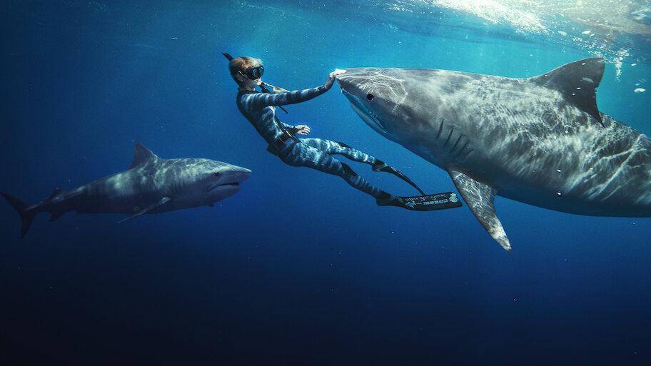 Shark Whisperer