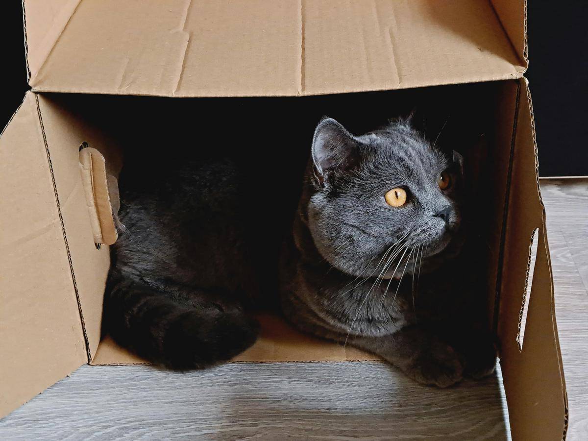 Kucing di dalam kotak kardus. 