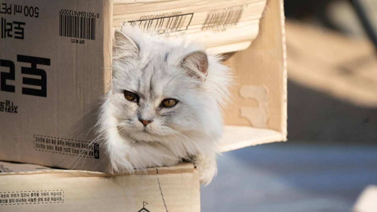 Kucing di dalam kotak kardus. 