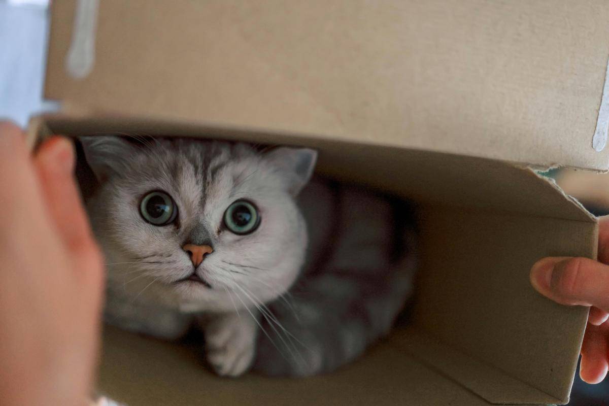 Kucing di dalam kotak kardus. 