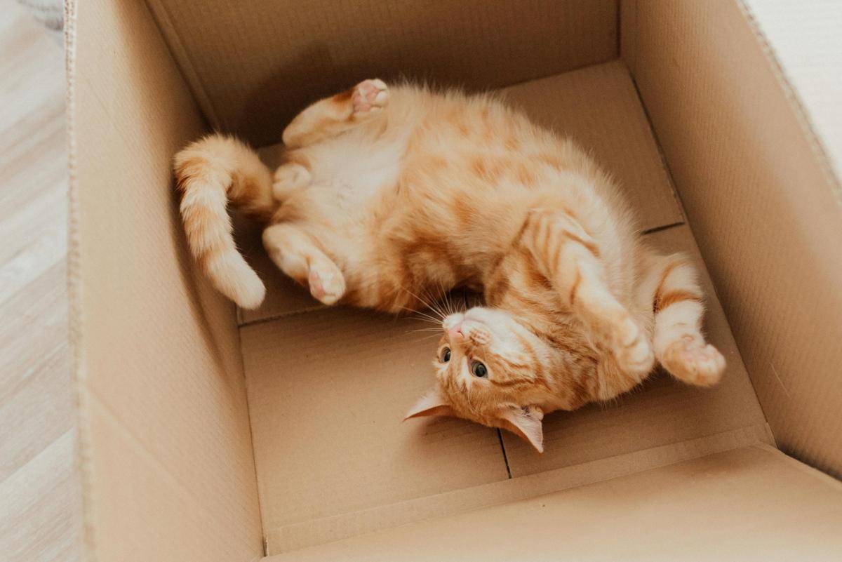 Kucing di dalam kotak kardus. 