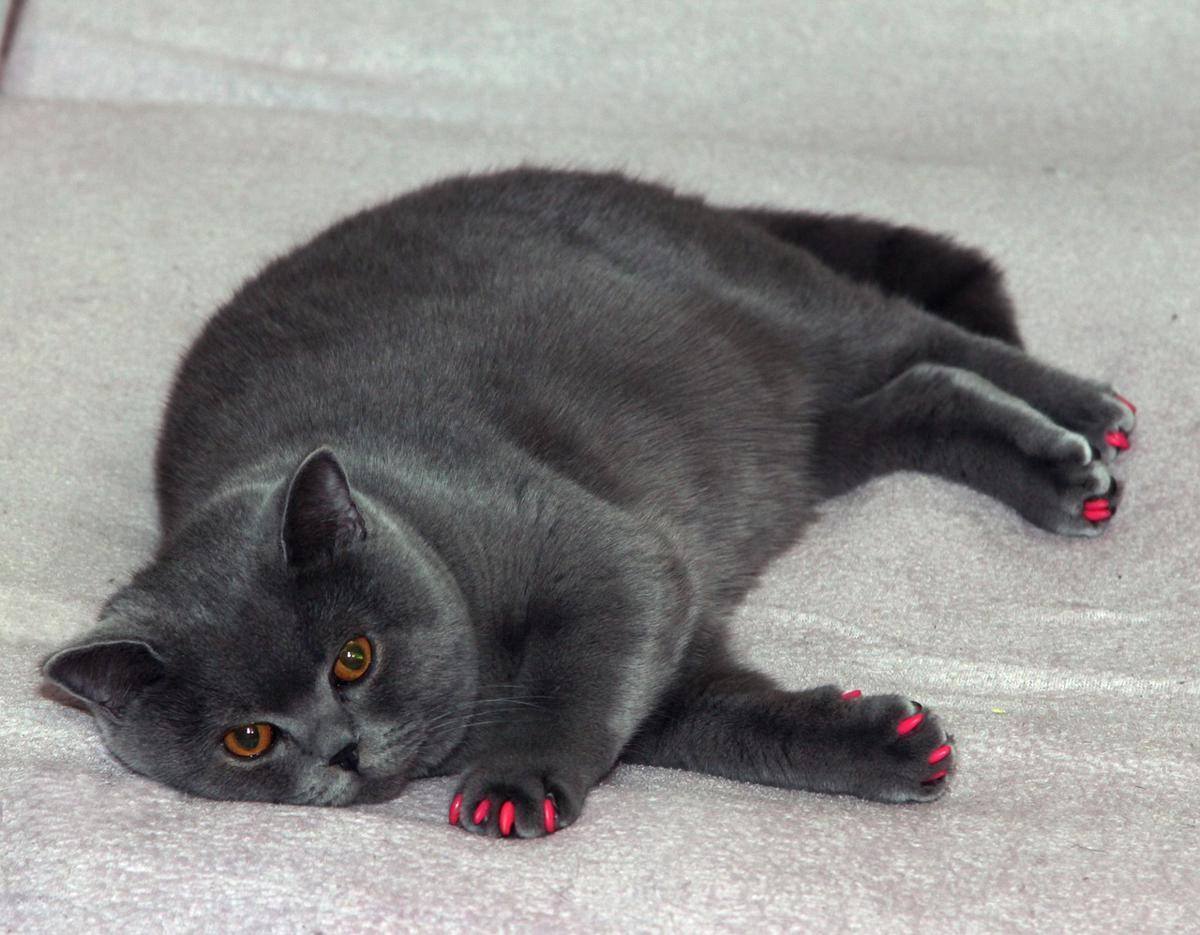 ilustrasi kucing 