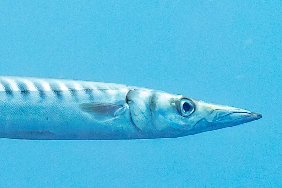 Ikan Barakuda