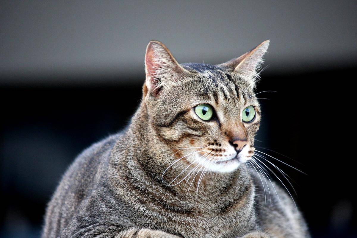 ilustrasi kucing 