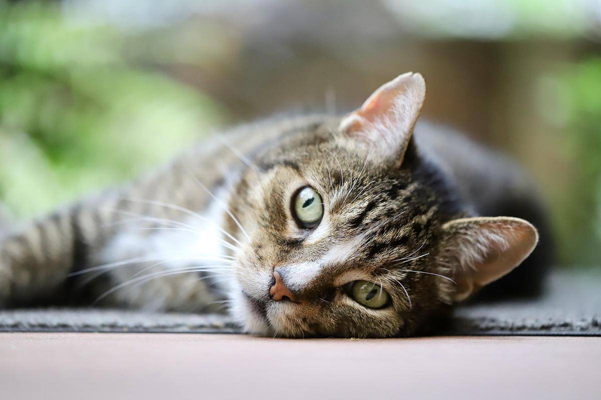ilustrasi kucing 