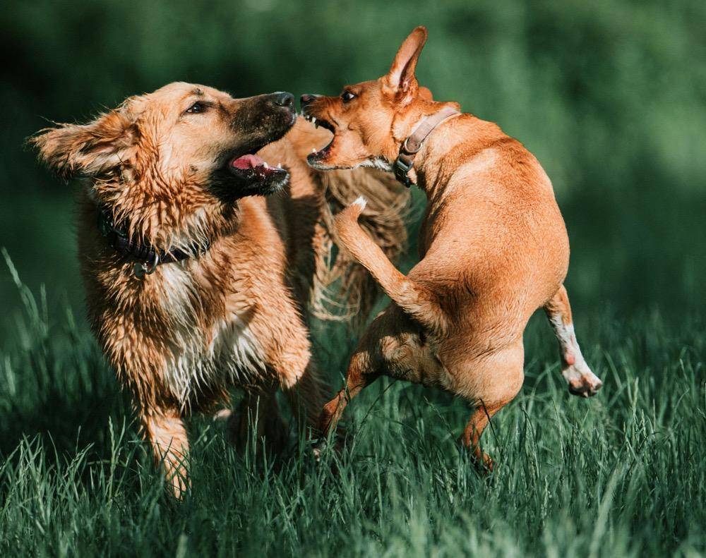 ilustrasi anjing yang terpapar rabies 