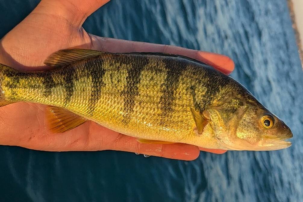 Ikan Perch Kuning