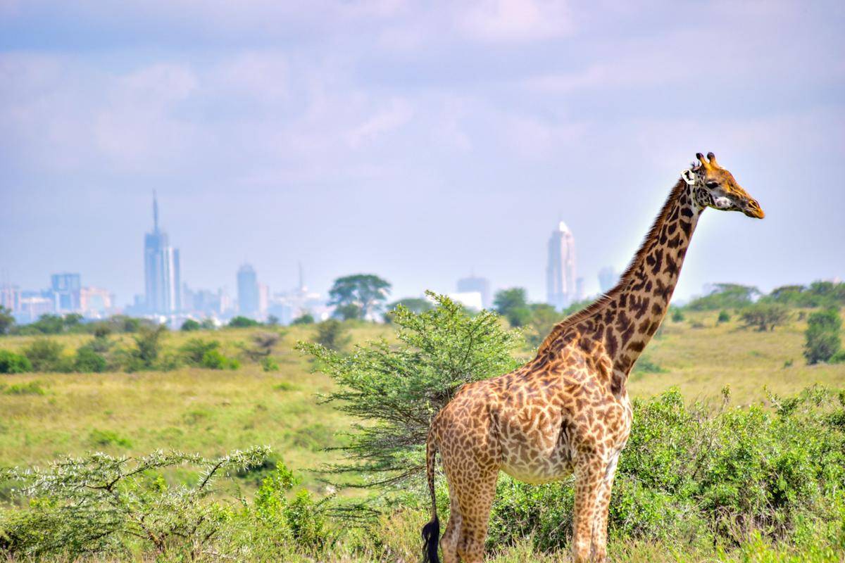 Kota Nairobi