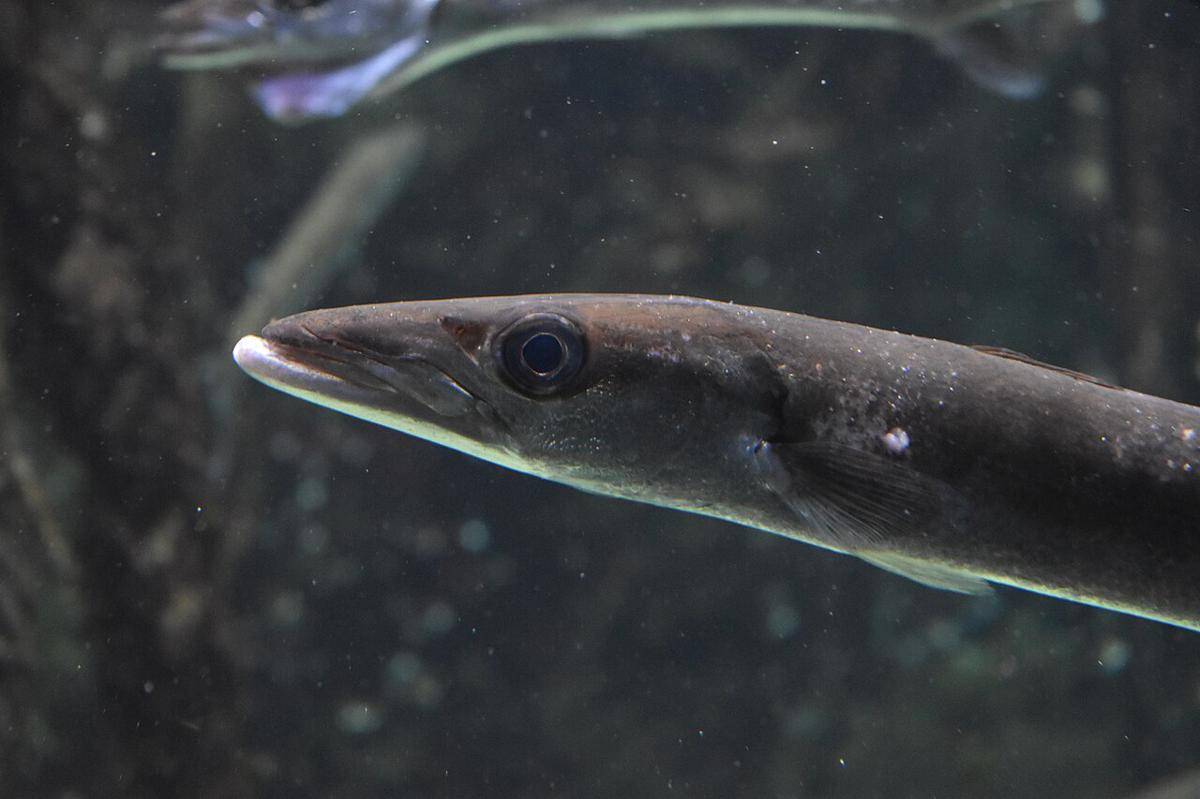 Ikan Barakuda