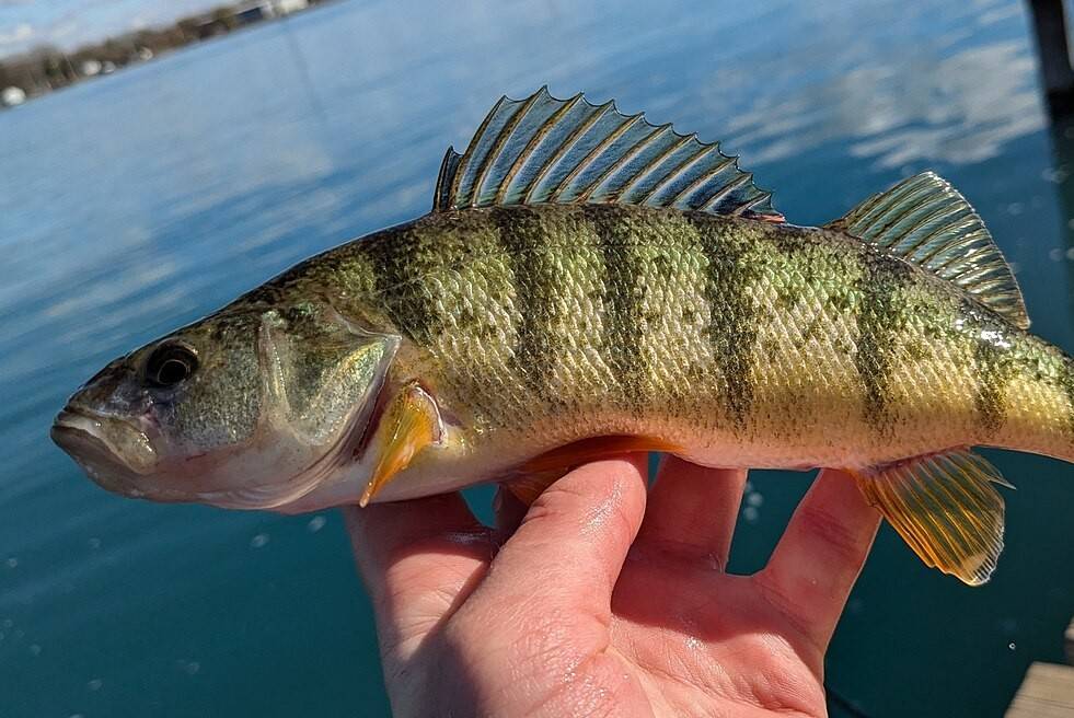 Ikan Perch Kuning