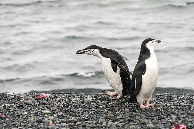 Penguin 