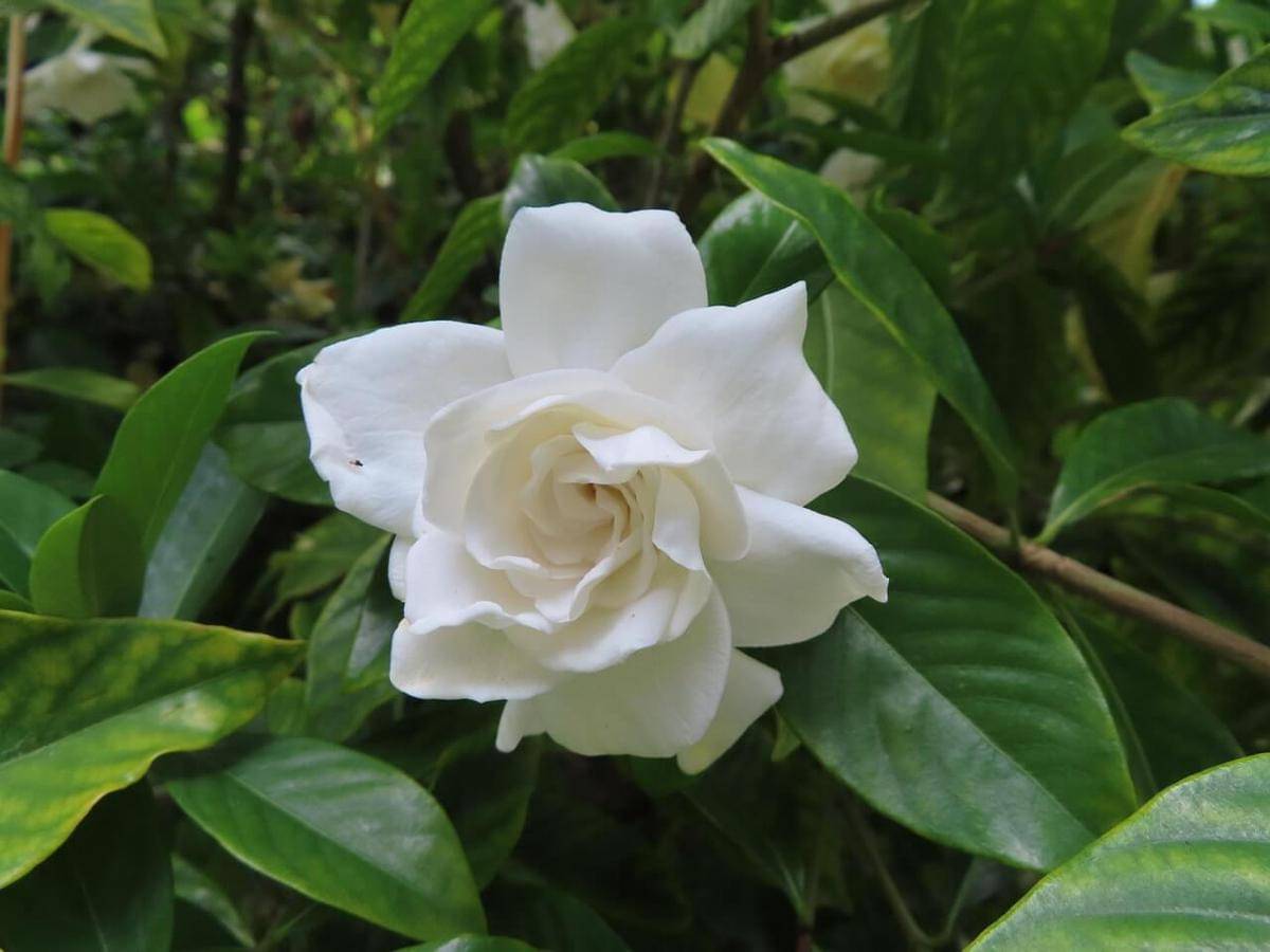ilustrasi bunga Gardenia