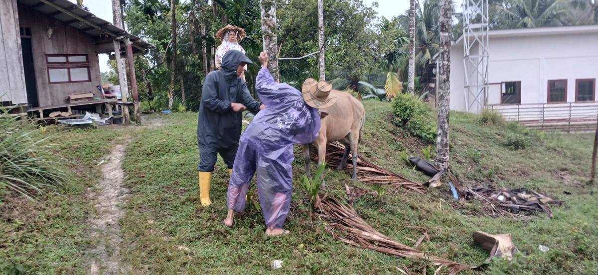Petugas Dinas Pertanian Kabupaten Kepulauan Mentawai menyuntikkan vaksin kepada hewan ternak (Foto: Dok Dinas Peternakan dan Kesehatan Hewan Sumbar)
