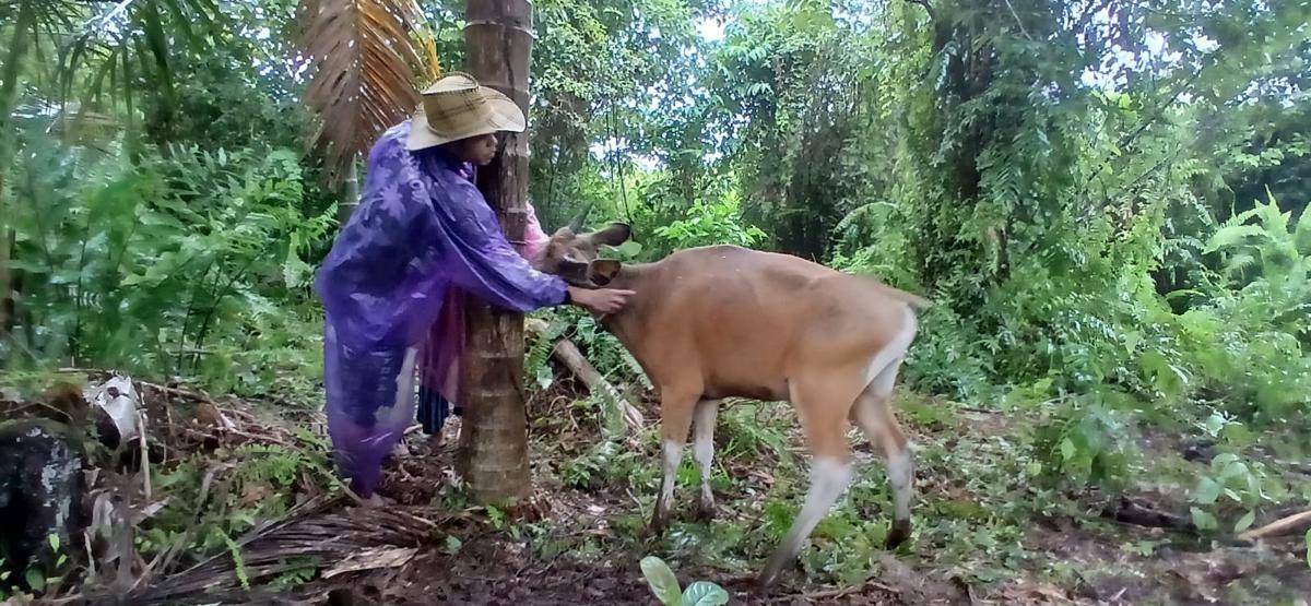 Petugas Dinas Pertanian Kabupaten Kepulauan Mentawai menyuntikkan vaksin kepada hewan ternak (Foto: Dok Dinas Peternakan dan Kesehatan Hewan Sumbar)