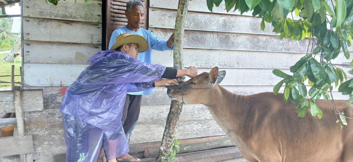 Petugas Dinas Pertanian Kabupaten Kepulauan Mentawai menyuntikkan vaksin kepada hewan ternak (Foto: Dok Dinas Peternakan dan Kesehatan Hewan Sumbar)