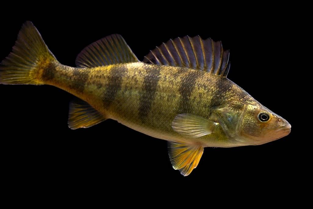 Ikan Perch Kuning