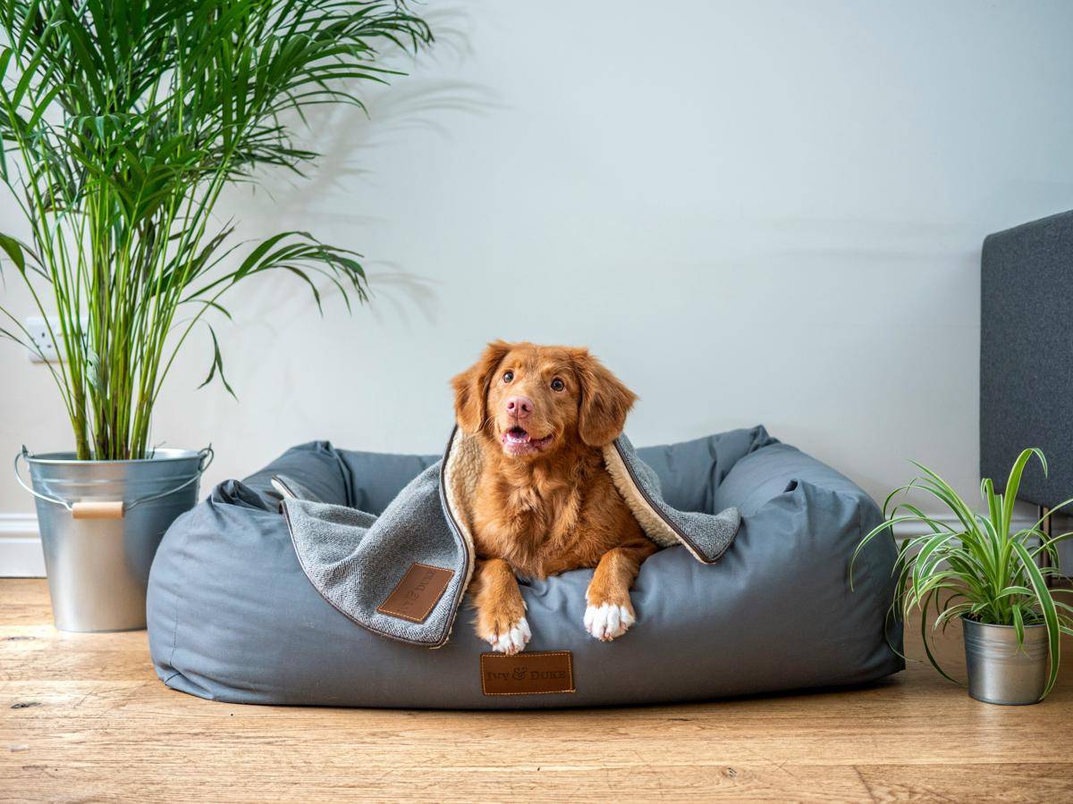 ilustrasi anjing (unsplash.com/@jamie452)