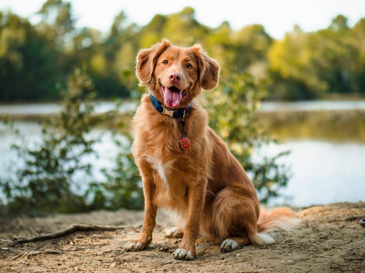ilustrasi anjing (unsplash.com/@jamie452)