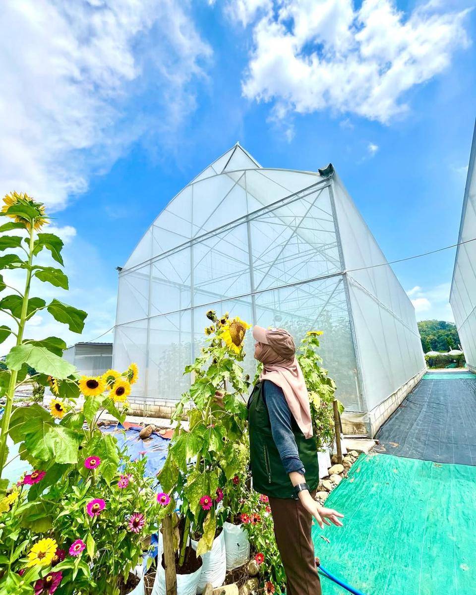 Wanadelima Orchard, Wisata Petik Buah di Kulon Progo