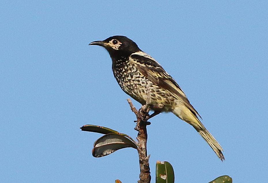 Regent Honeyeater
