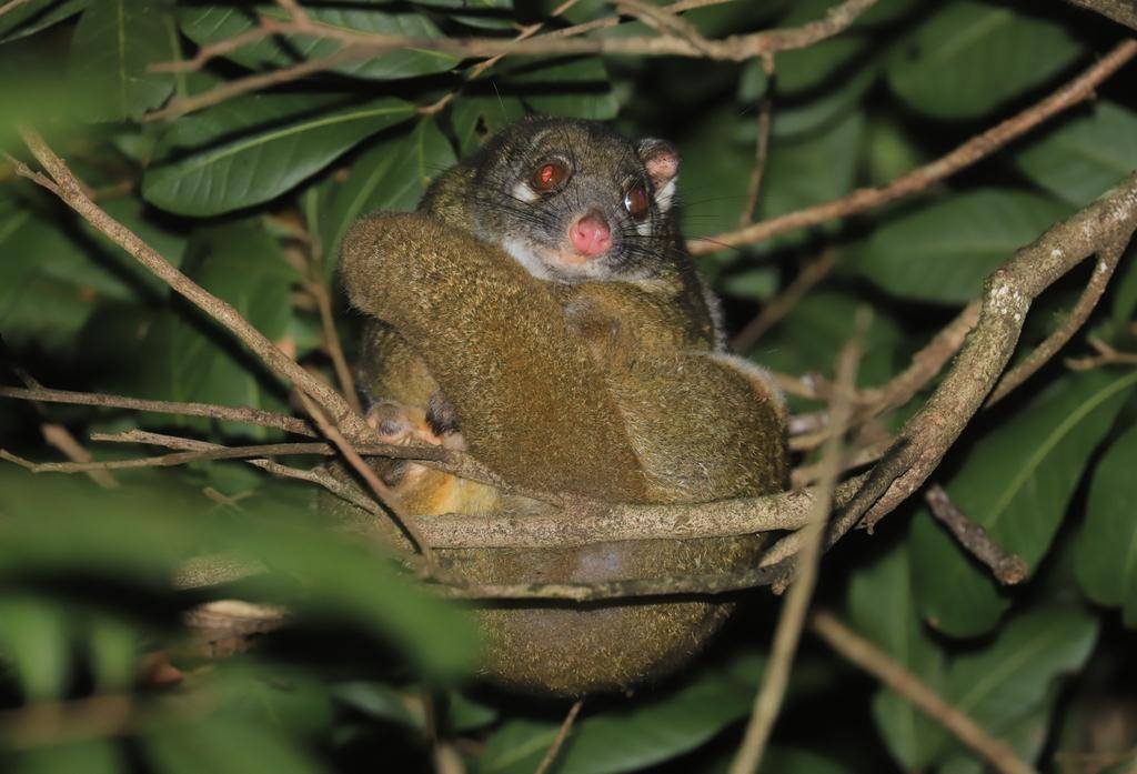 Mandorman Hijau