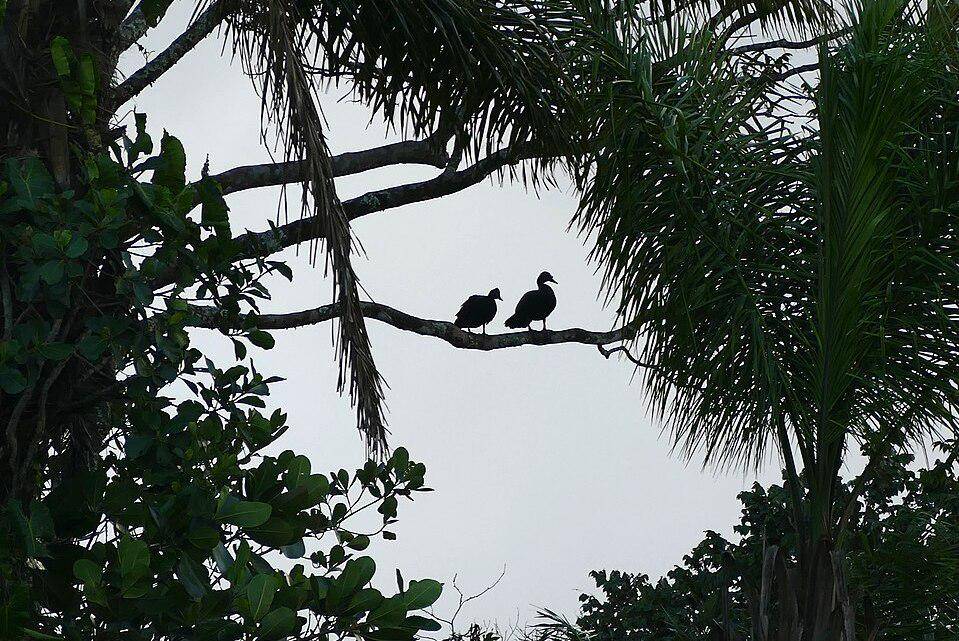 Sepasang itik serati bertengger di pohon saat senja. 