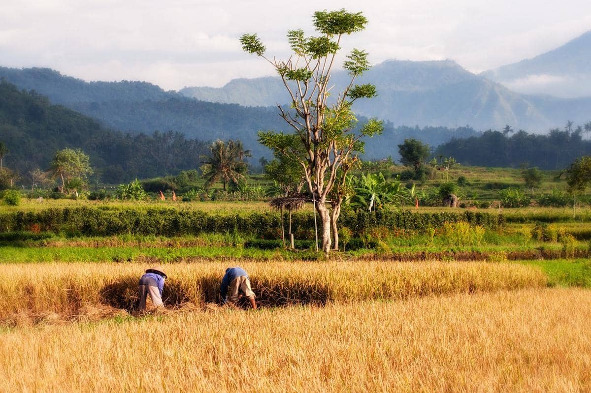 Petani Tabanan Tunda Panen, Kekurangan Tenaga Akibat Libur Panjang