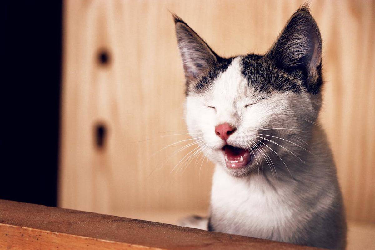 ilustrasi kucing 