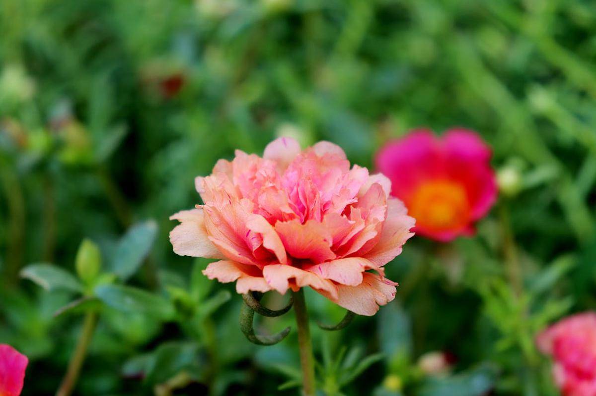 ilustrasi portulaca 