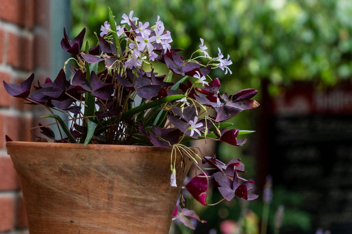 ilustrasi tanaman oxalis triangularis (pexels.com/Gundula Vogel)