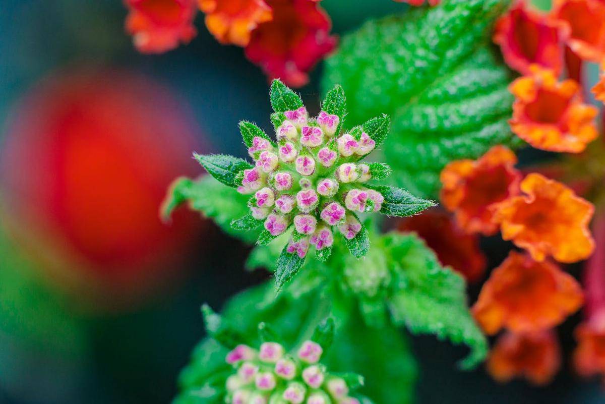 ilustrasi lantana