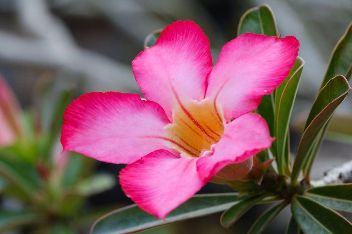 ilustrasi adenium 