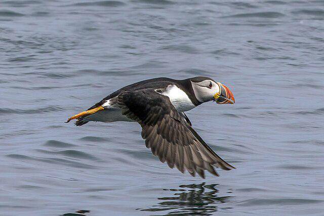 Burung puffin 
