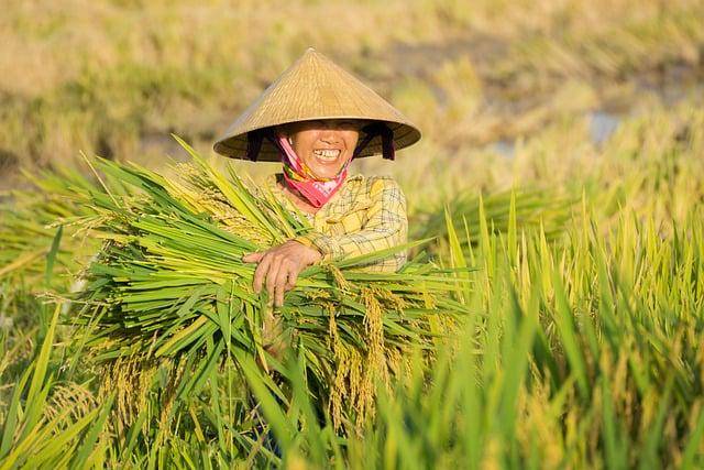 Ilustrasi petani padi. Pixabay/Truong Dinh Anh