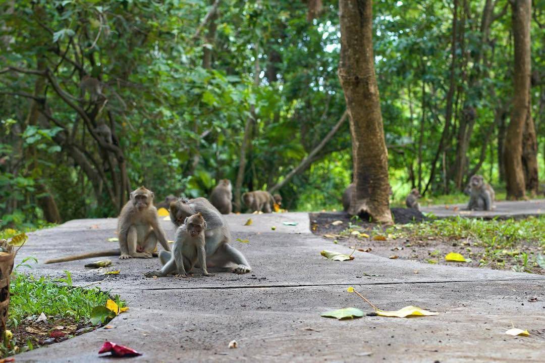 Kera Ekor Panjang di Kemenuh Monkey River (instagram.com/kemenuhmonkeyriver)