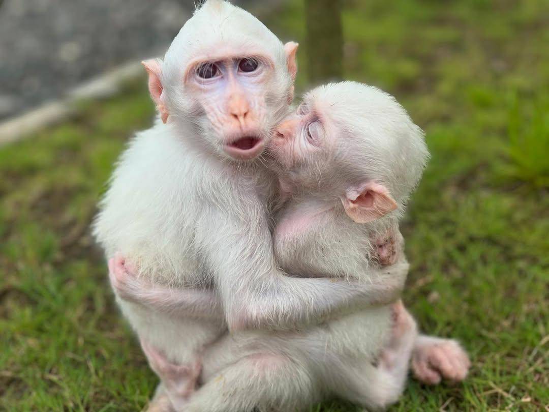 kera putih yang dapat dijumpai di Kemenuh Monkey River (instagram.com/kemenuhmonkeyriver)
