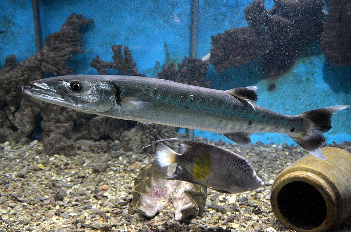 Ikan Barakuda