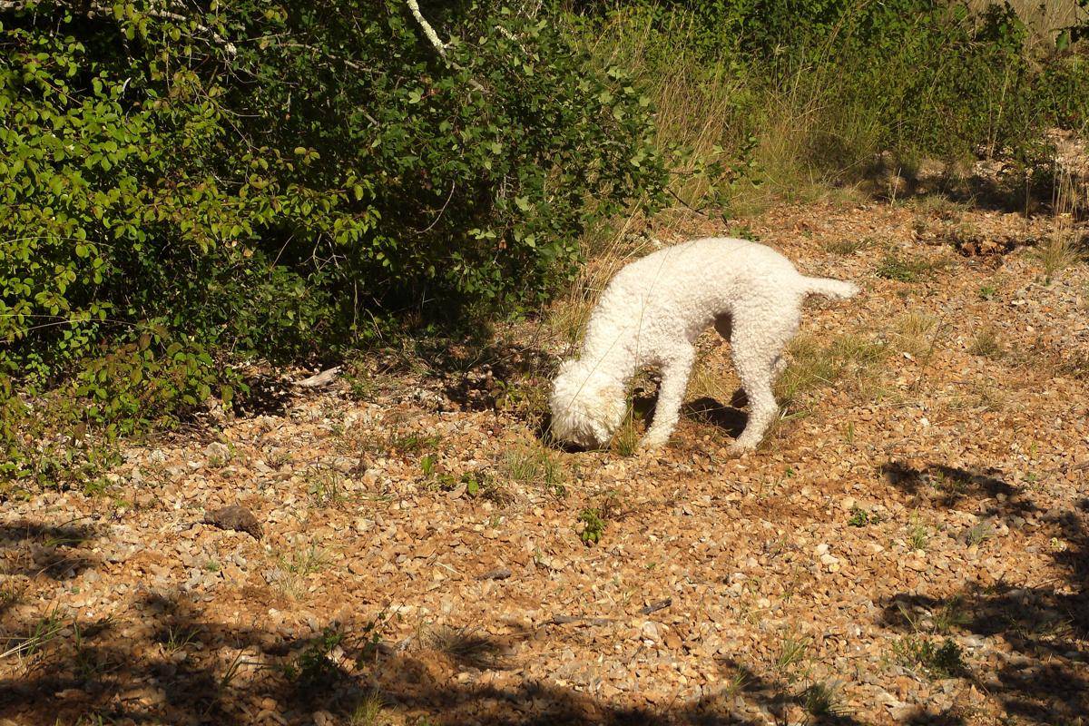 Lagotto Romagnolo