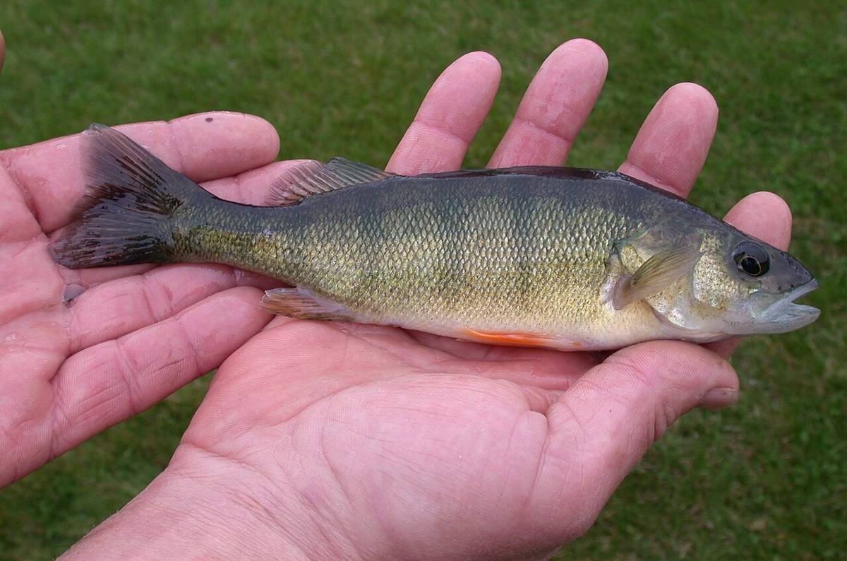 Ikan Perch Kuning