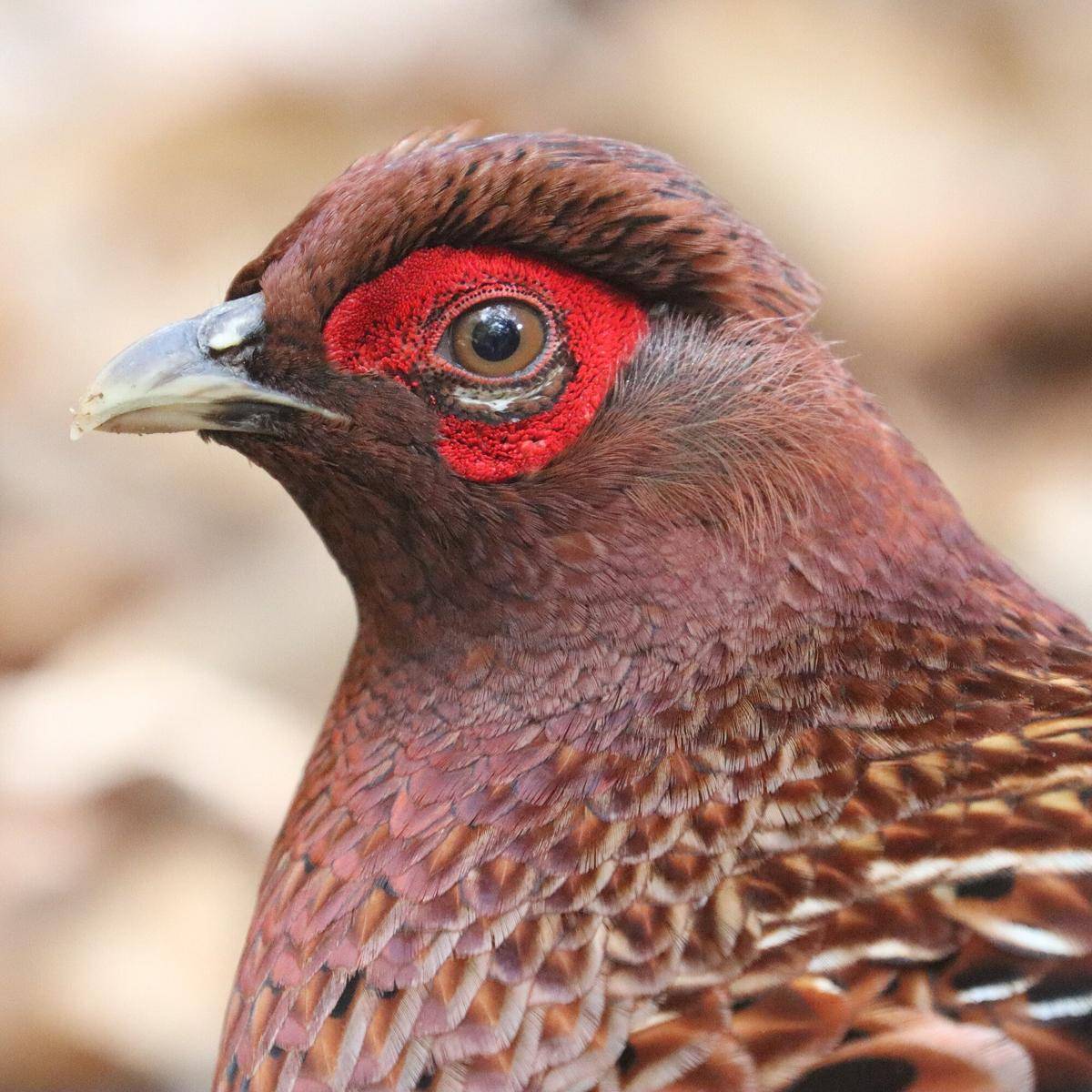 Burung Pegar Tembaga