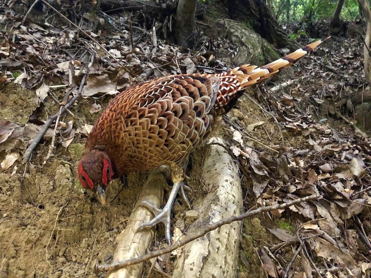 Burung Pegar Tembaga