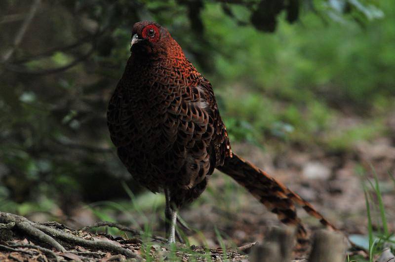 Burung Pegar Tembaga