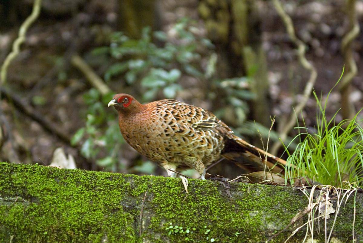 Burung Pegar Tembaga