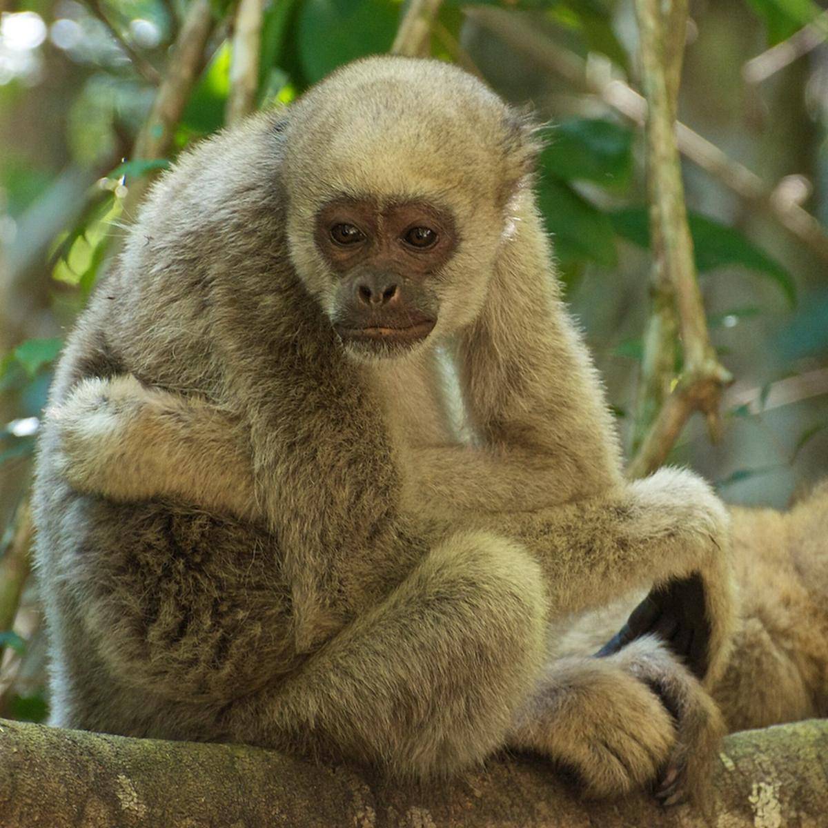 Southern Muriqui