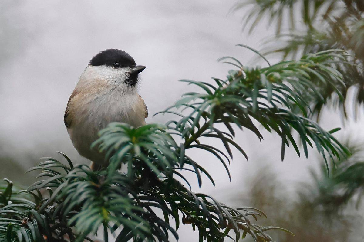 Marsh Tit